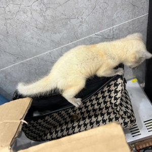 chon-huong-nuoi-lam-thu-cung