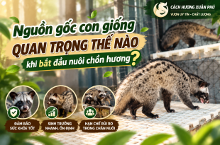 nguon-goc-con-giong-quan-trong-the-nao-khi-bat-dau-nuoi-chon-huong