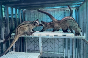 mua-chon-huong-o-dau-dong-nai-dia-chi-uy-tin-tai-xuan-phu