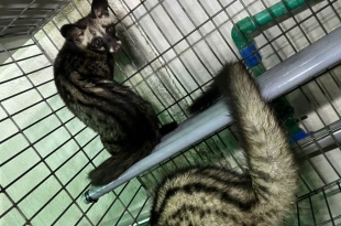 thuc-an-cho-chon-huong-che-do-dinh-duong-chuan-giup-nhanh-lon1