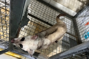 thuc-an-cho-chon-huong-che-do-dinh-duong-chuan-giup-nhanh-lon