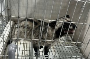 nuoi-chon-huong-lai-bao-nhieu-mot-nam-giai-ma-bai-toan-kinh-te-lam-giau-tu-vang-den