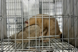 cac-benh-thuong-gap-o-chon-huong-va-cach-phong-tri-hieu-qua-cho-nguoi-moi-nuoi