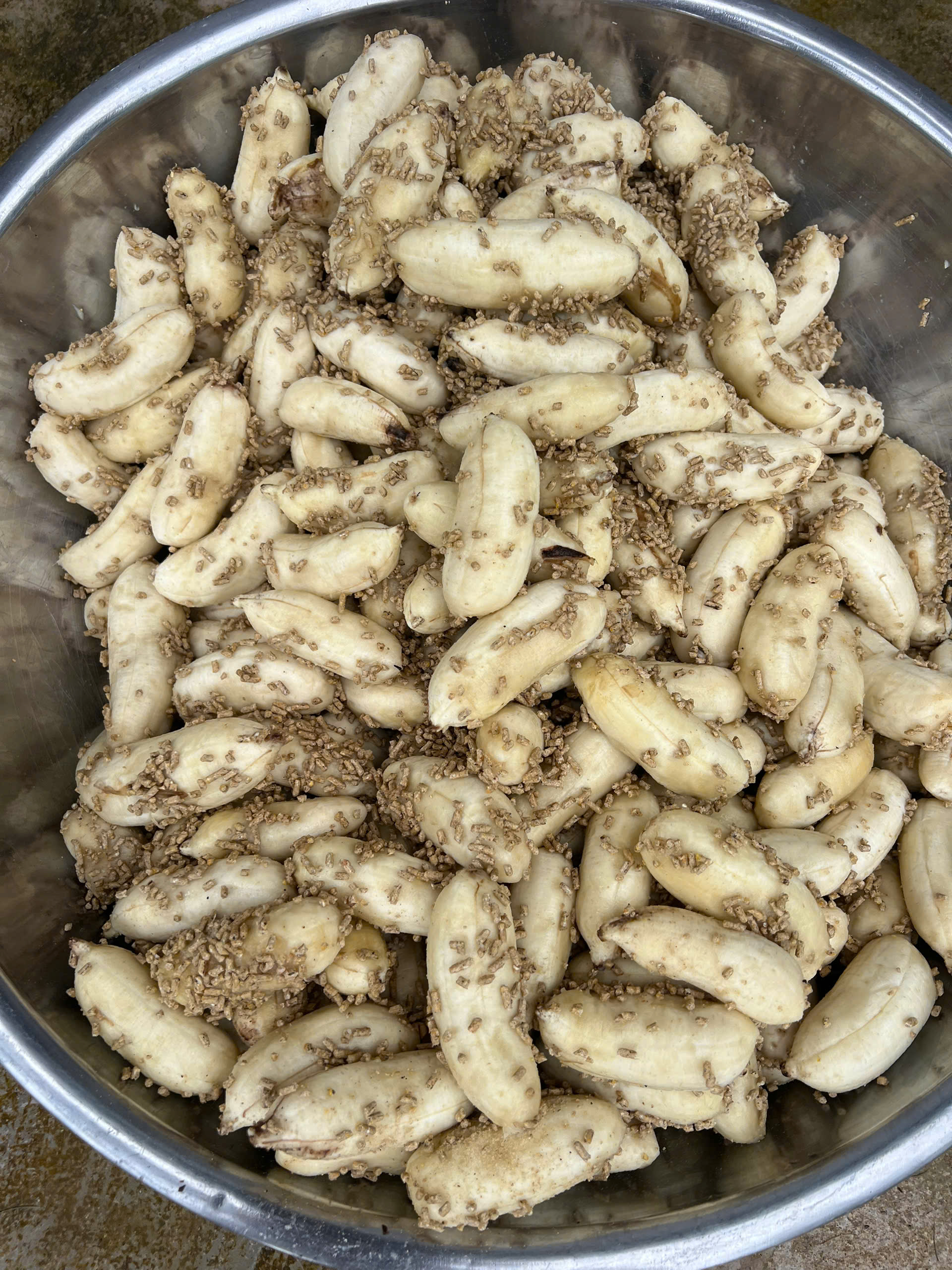 CHUỐI CHÍN THỨC ĂN CHO CHỒN