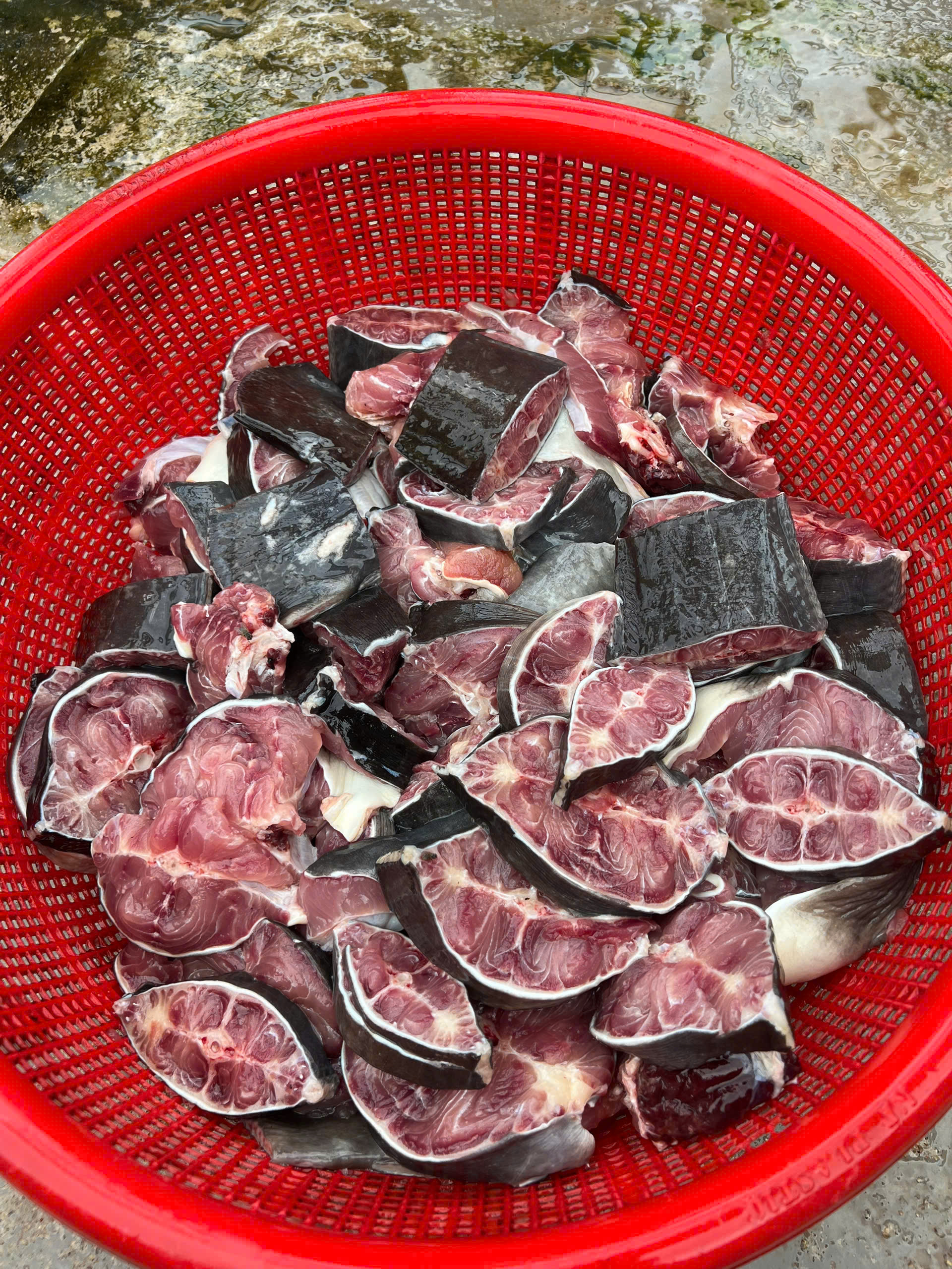 CÁ TRÊ THỨC ĂN CHO CHỒN TĂNG TRƯỞNG TỐT